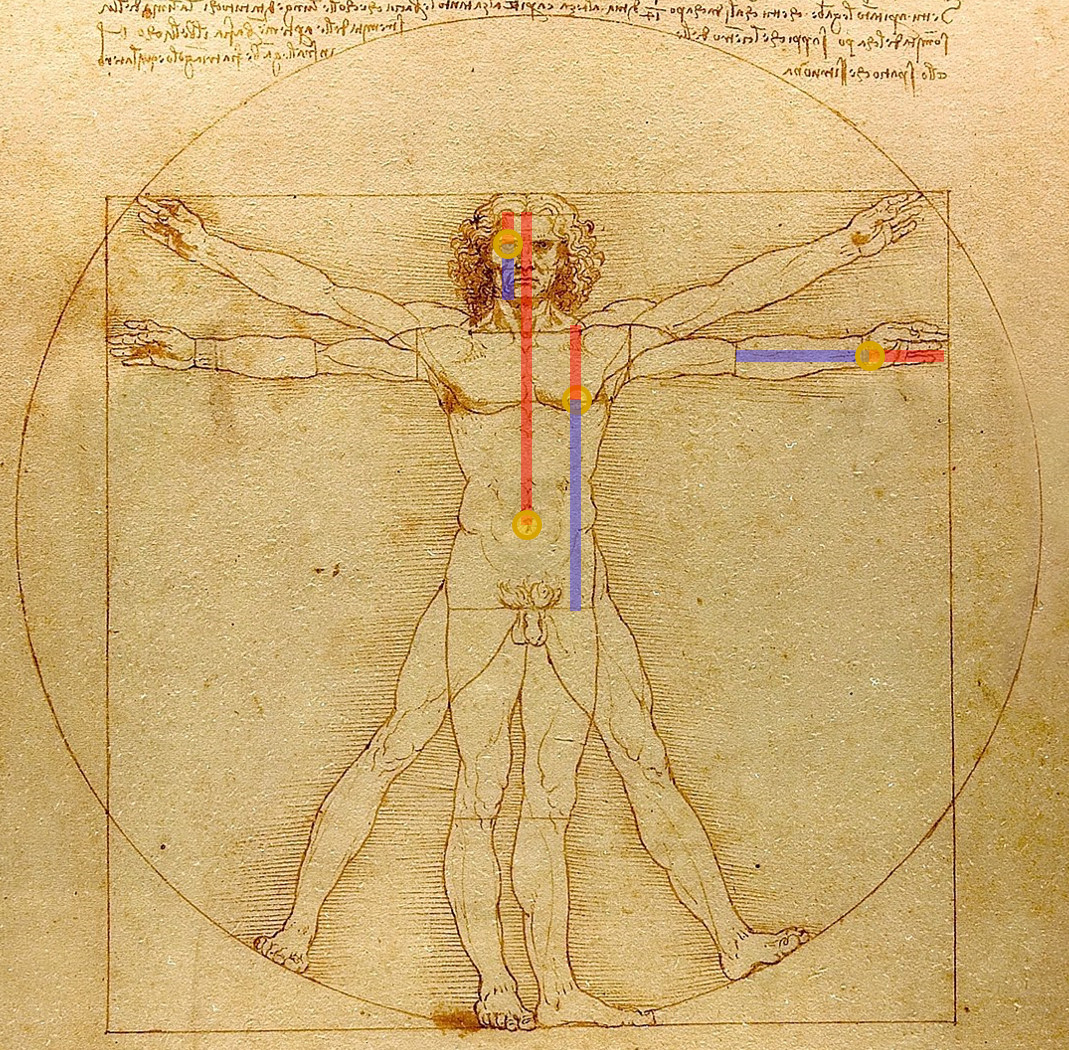 golden-ratio-observed-in-human-skulls